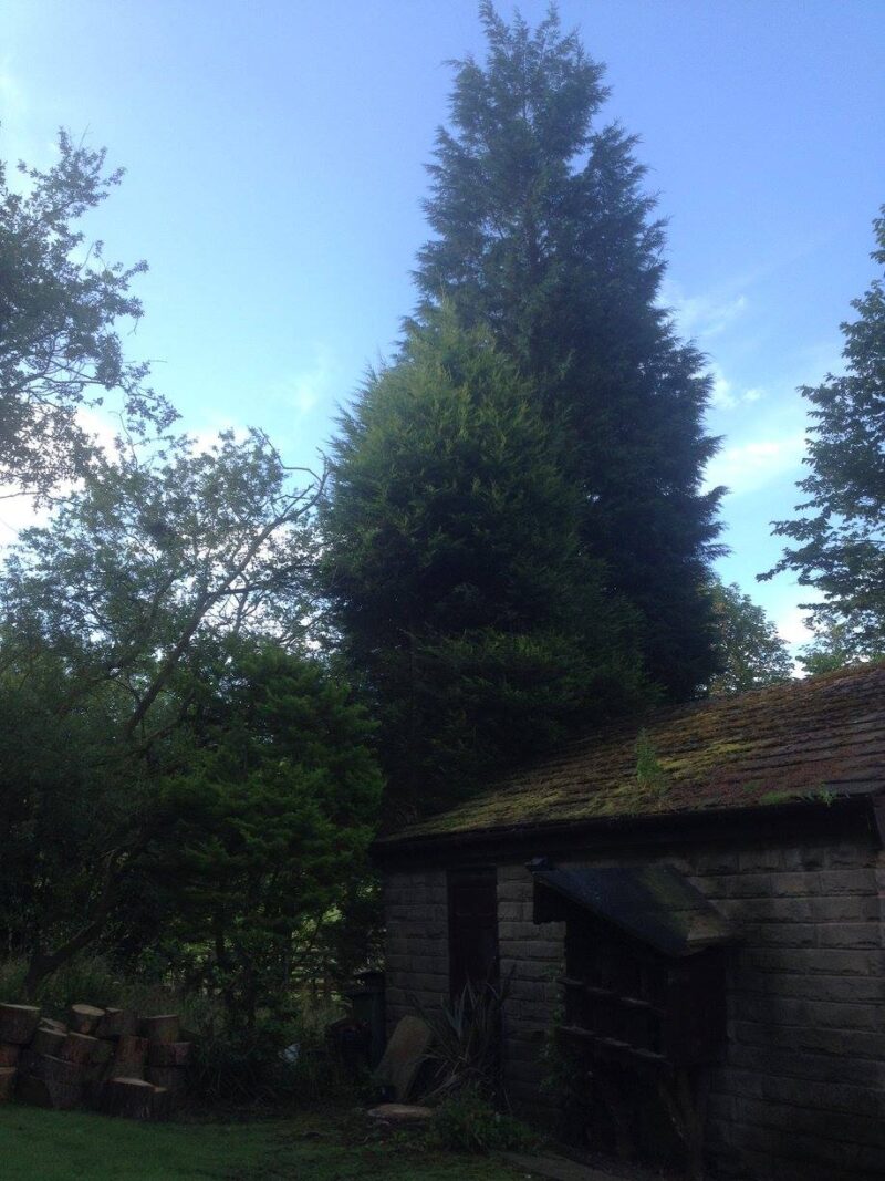 cms-tree-services-tree-removal-burnley-4