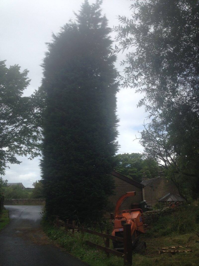 cms-tree-services-tree-removal-burnley-6