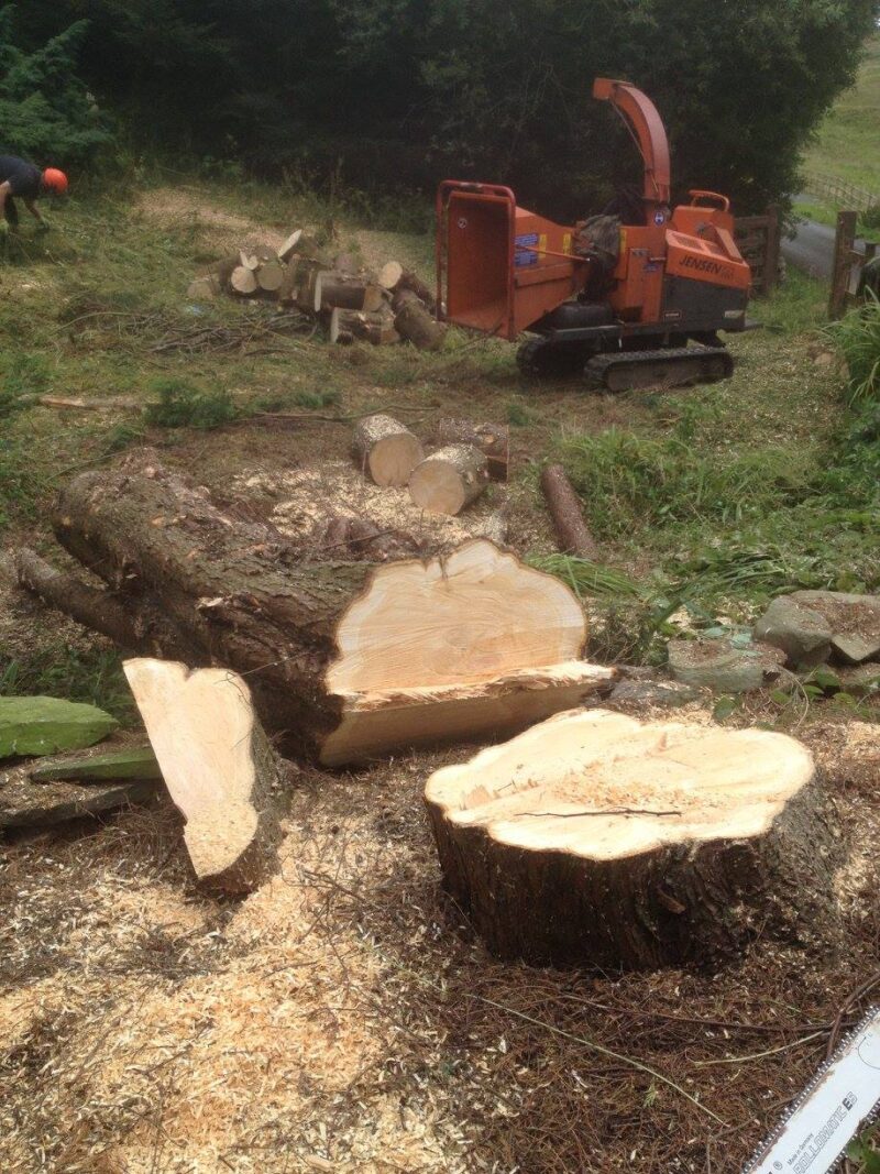 cms-tree-services-tree-removal-burnley-7