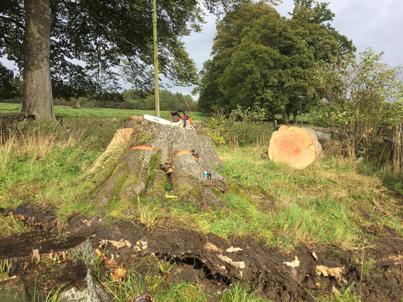 cms-tree-services-tree-stump