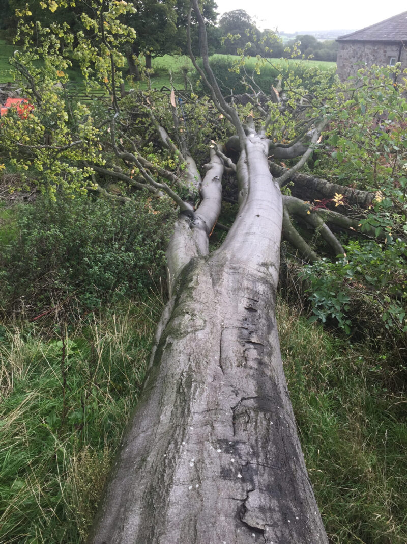 cms-tree-services-tree-trunk-fallen