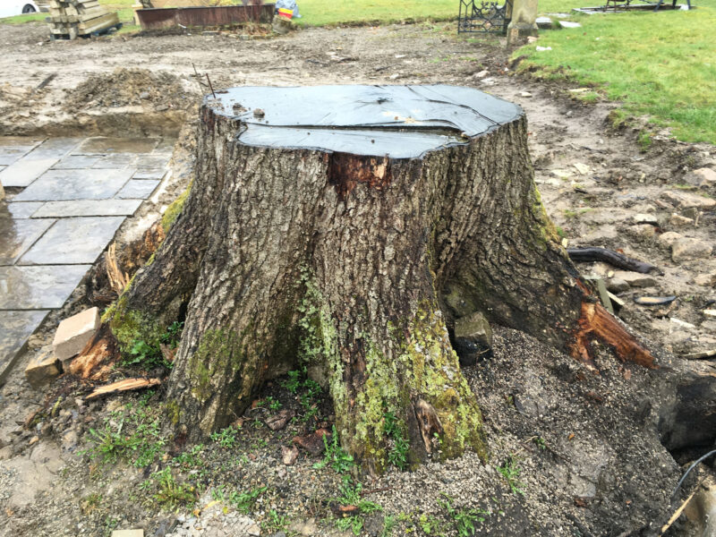 cms-tree-services-very-large-stump-grind-out-bolton-by-bowland