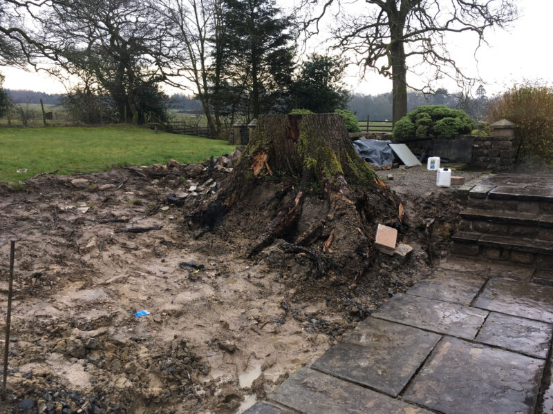 cms-tree-services-very-large-stump-grind-out-bolton-by-bowland-roots