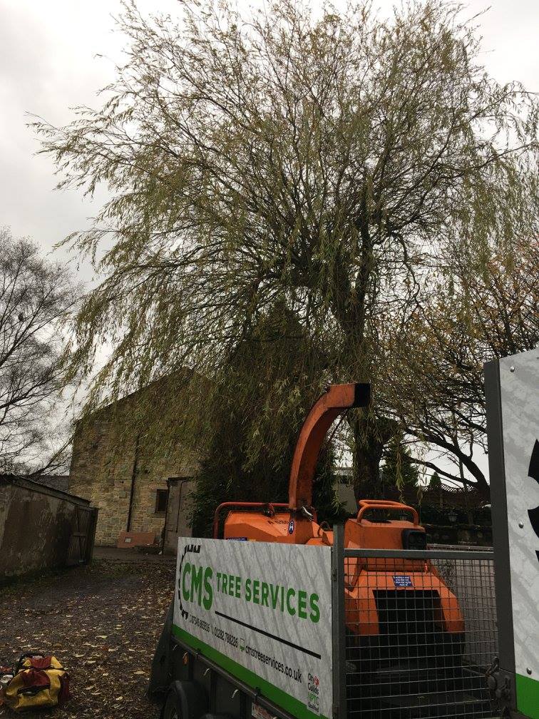 cms-tree-services-willow-tree-removal-burnley-shredding-machine