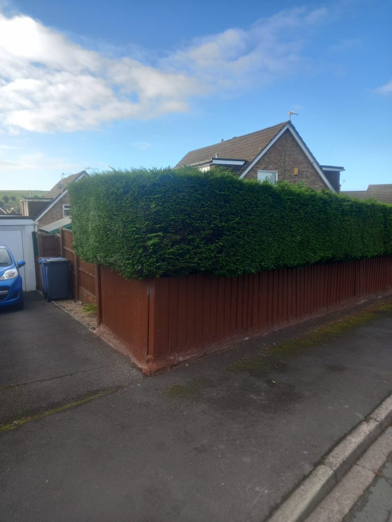 conifer hedge removal including stumps colne 1