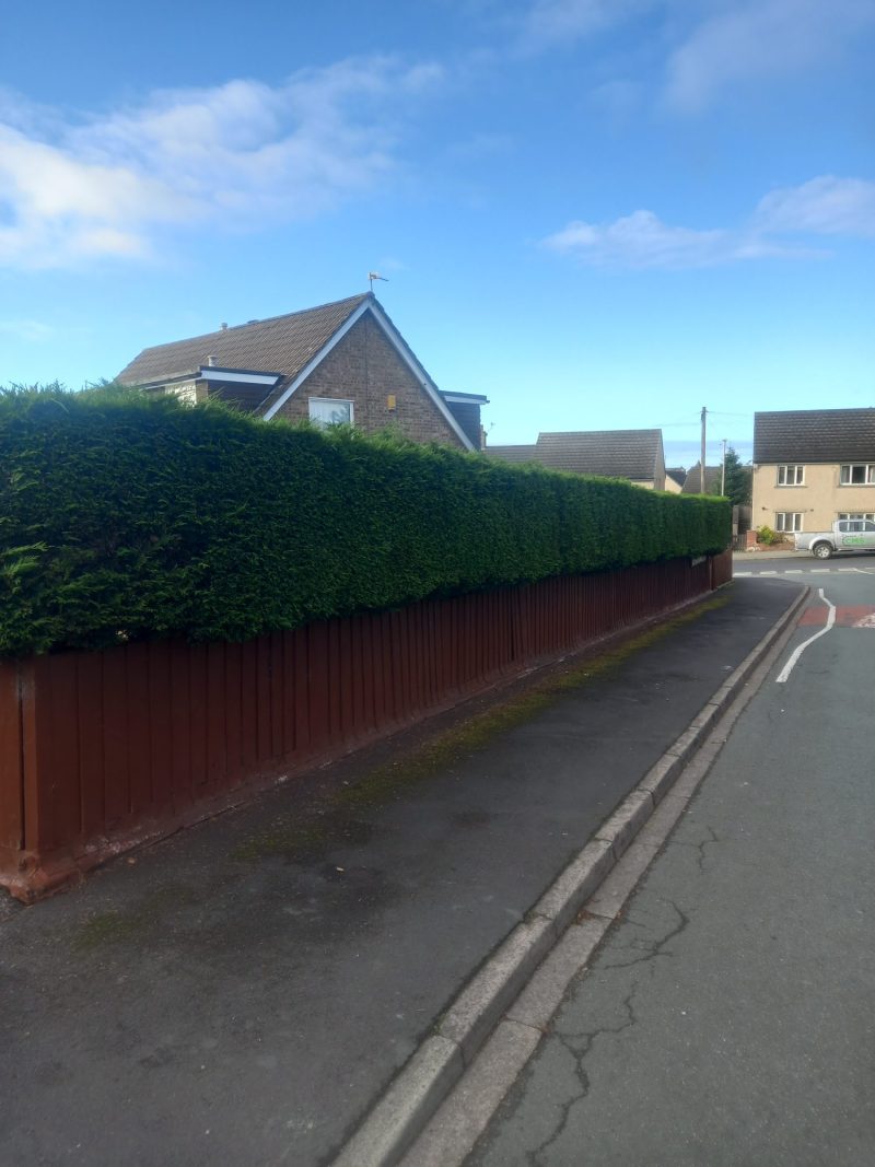 conifer hedge removal including stumps colne 2