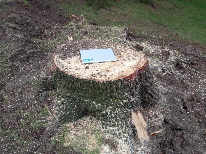 grinding out large spruce stumps at higham 3