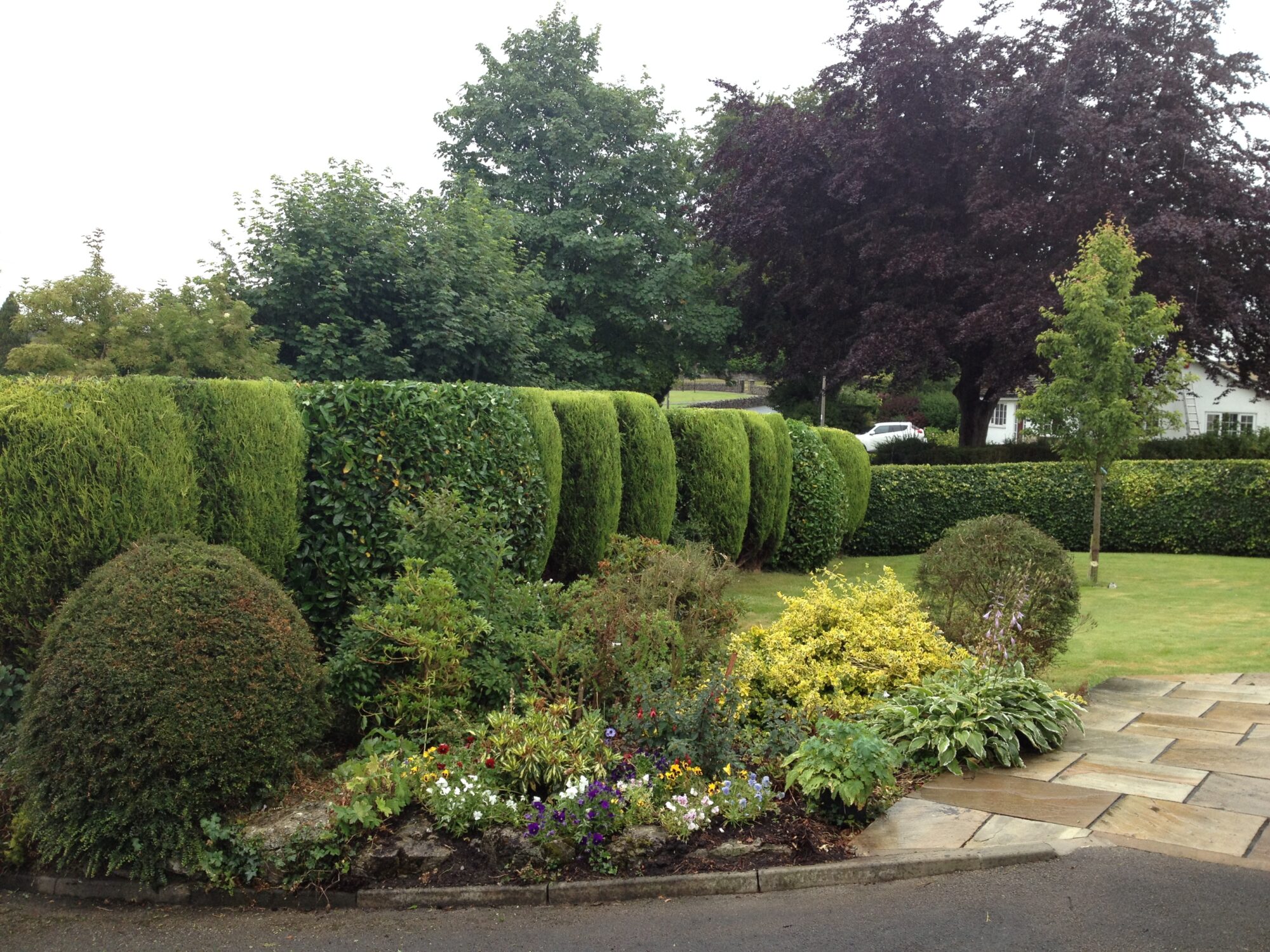 Hedge Trimming and Maintenance CMS Tree Services