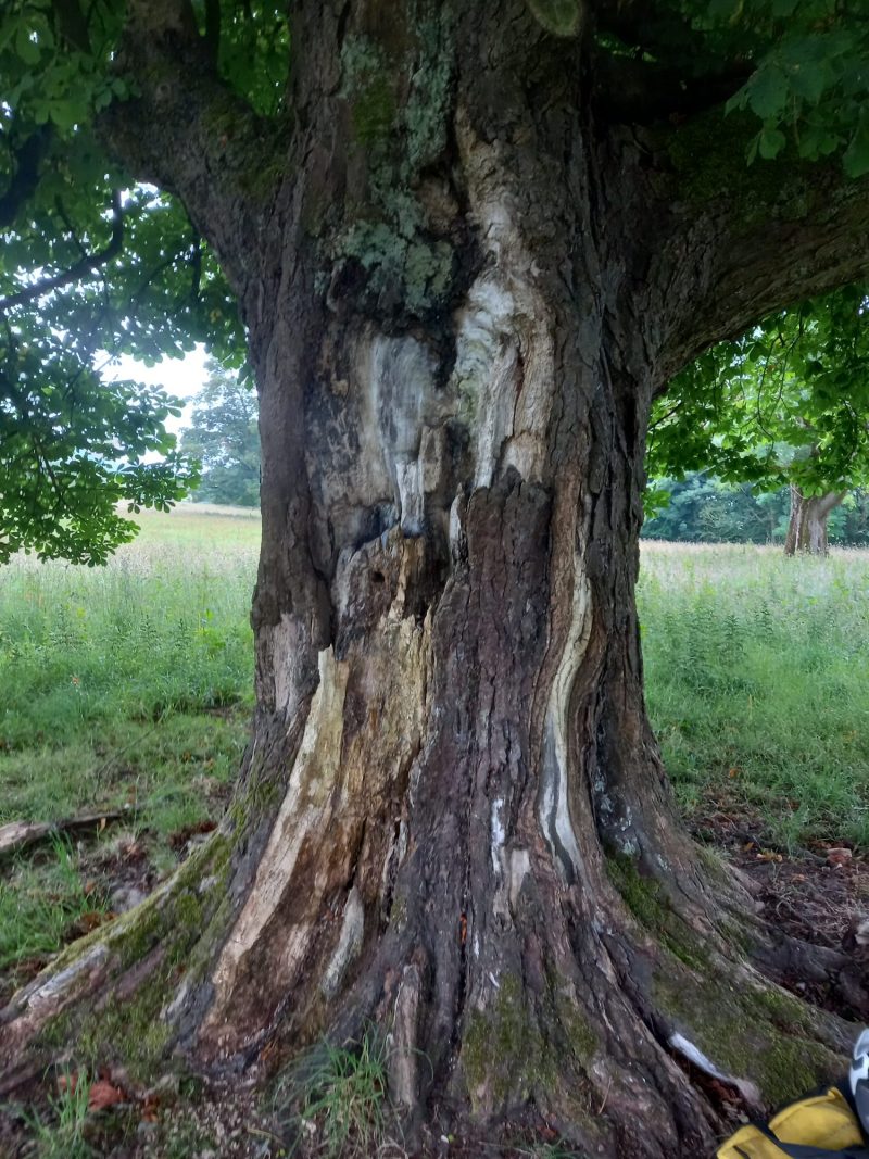 horse chestnut tree branch removal 2