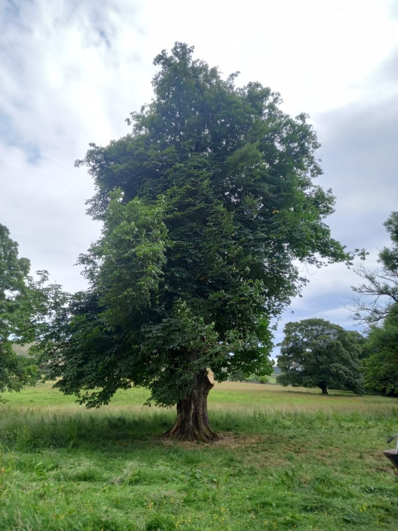 horse chestnut tree branch removal 3