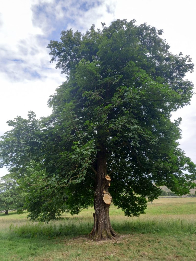 horse chestnut tree branch removal 5