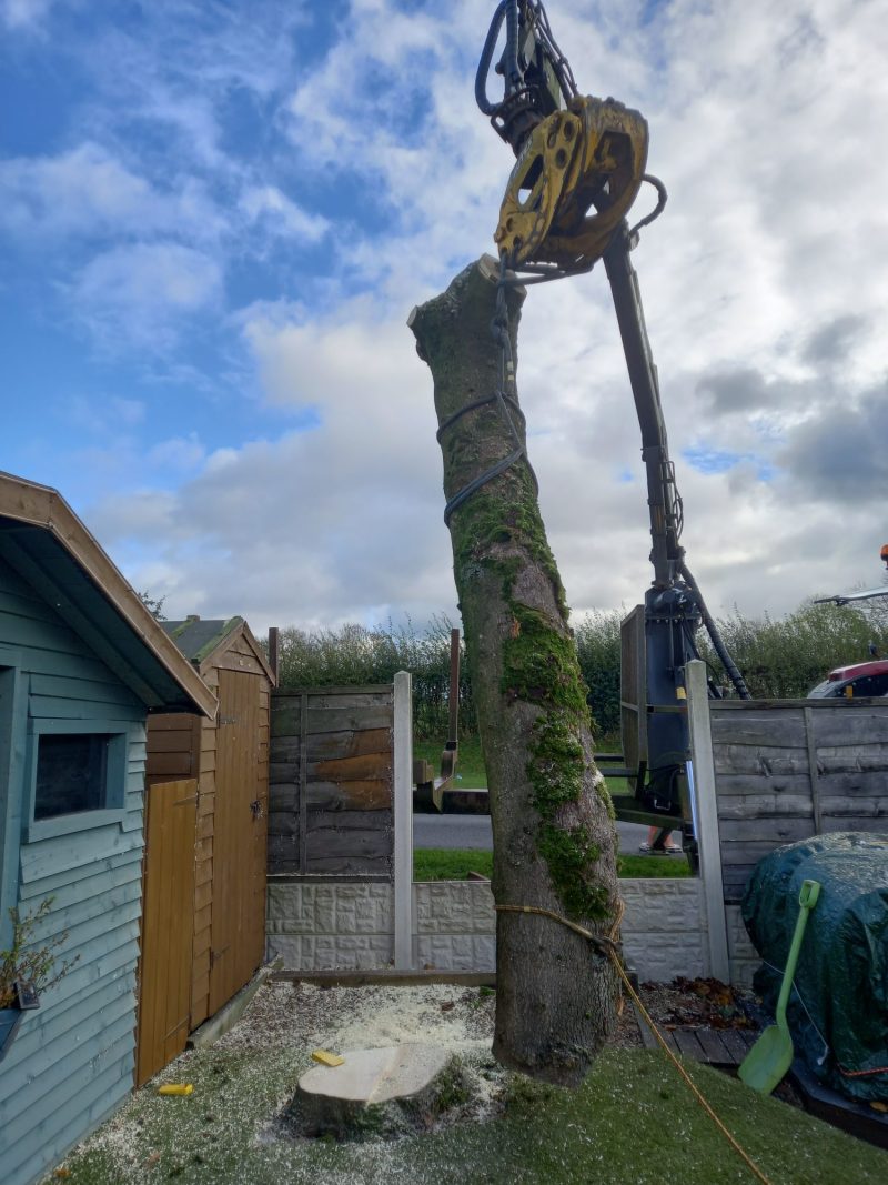 lifting a tree trunk out of a garden in barnoldswick 3