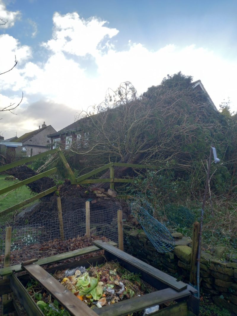 removing conifer fallen onto house roof 1
