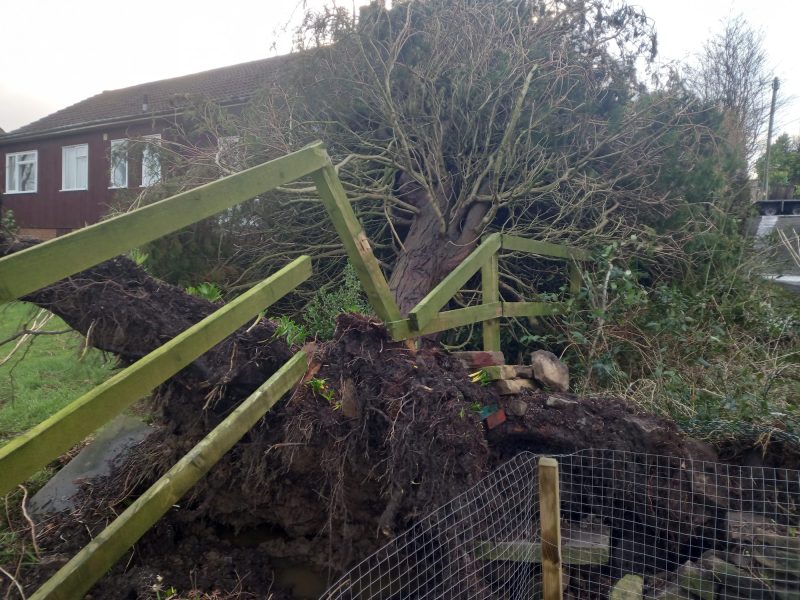 removing conifer fallen onto house roof 2