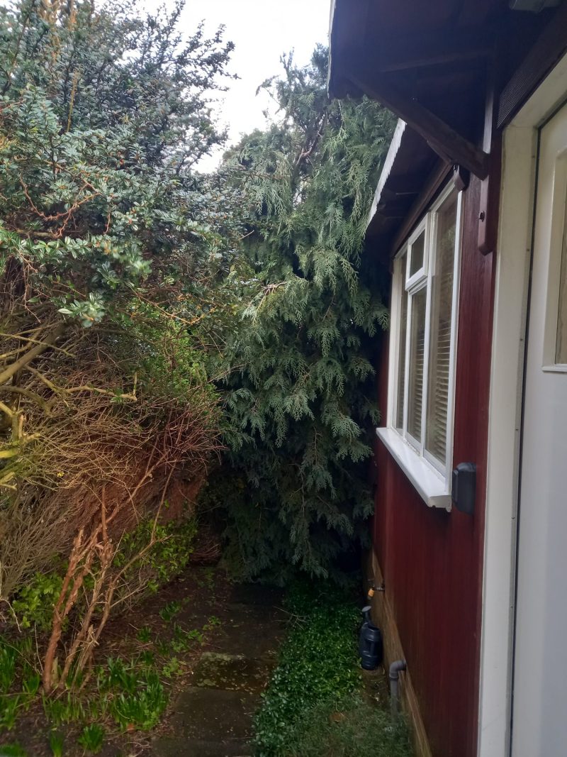 removing conifer fallen onto house roof 3