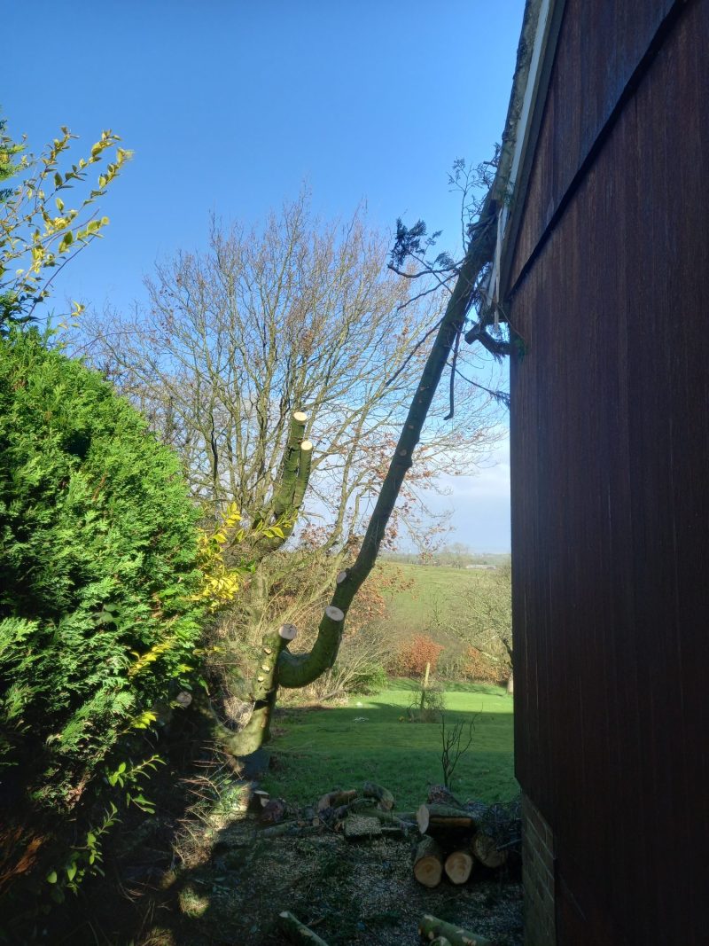 removing conifer fallen onto house roof 4