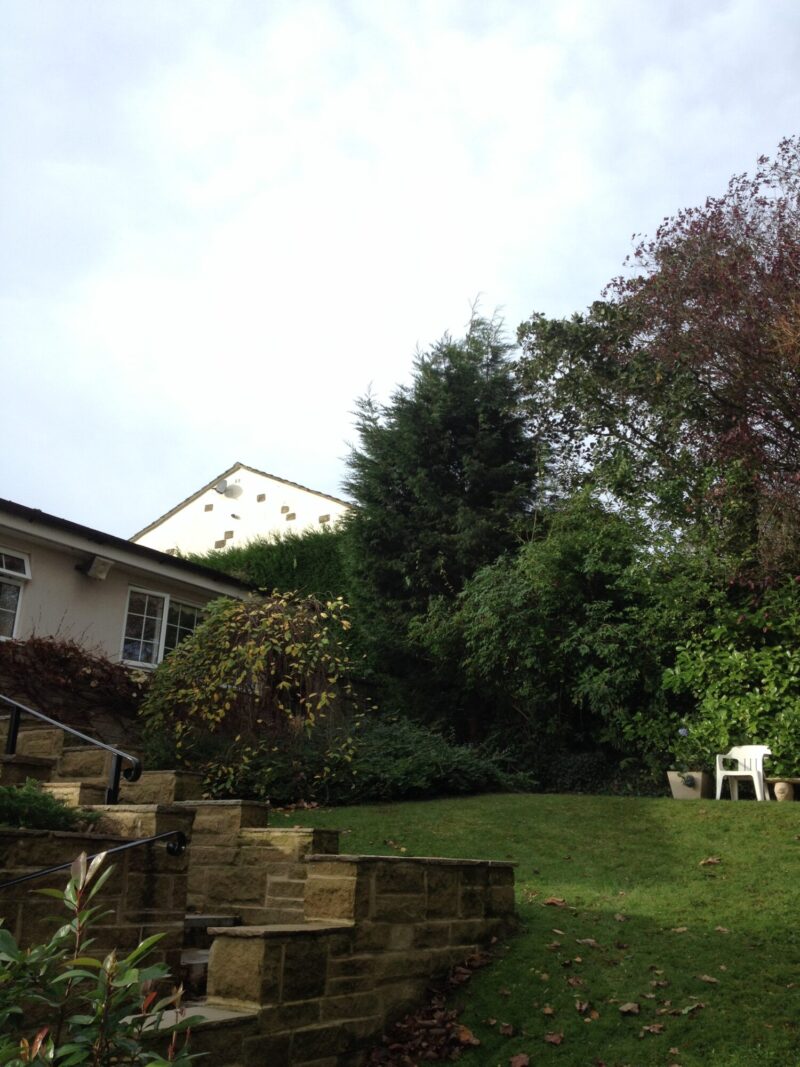 tree dismantling thornton in craven after