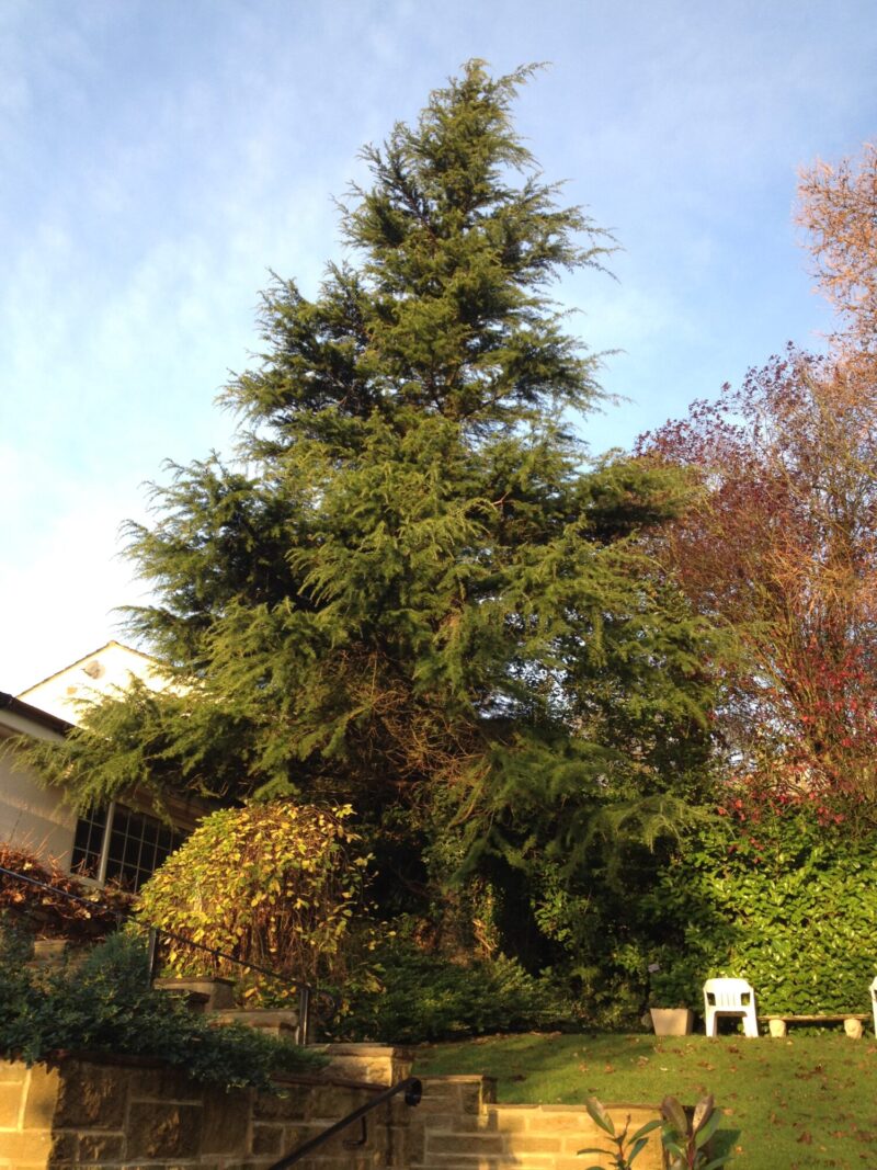 tree dismantling thornton in craven before