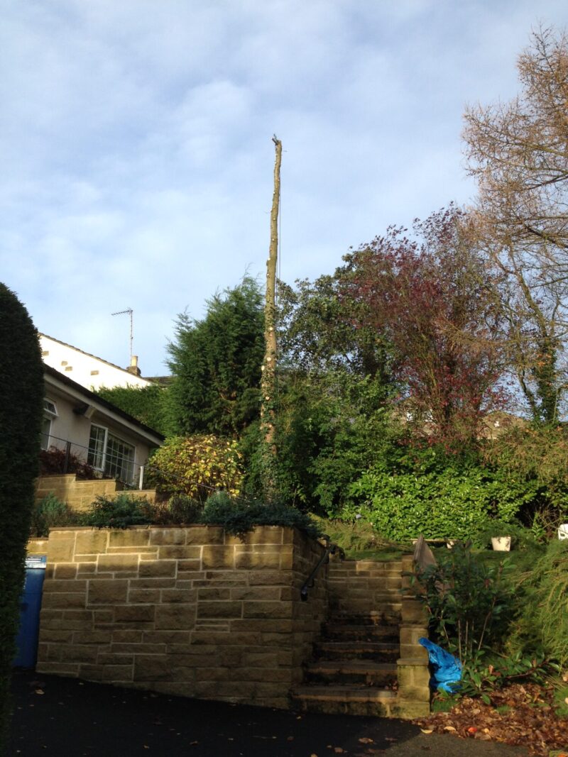 tree dismantling thornton in craven during