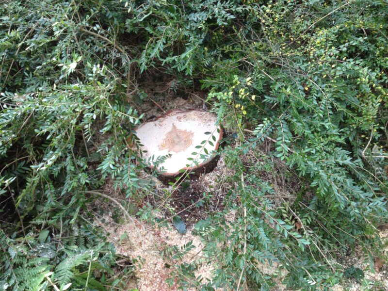 tree dismantling thornton in craven stump